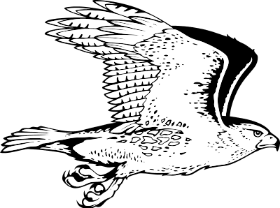 Hawk