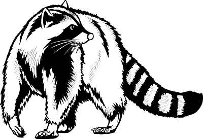 Raccoon
